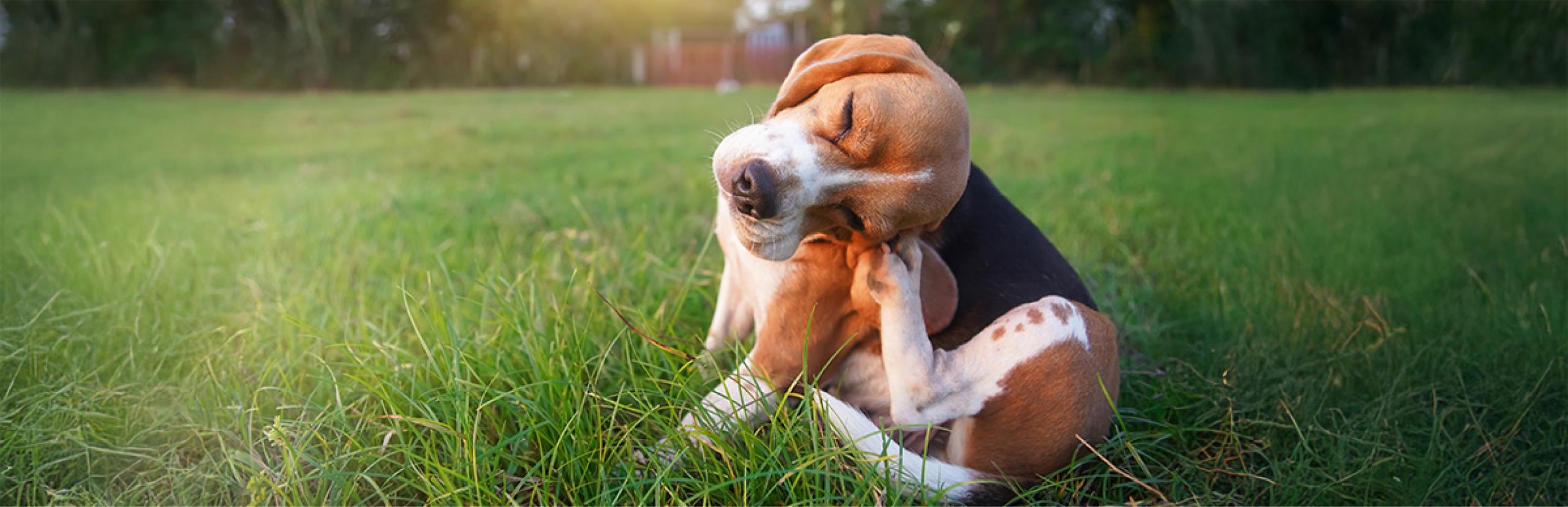 mi perro se rasca mucho y no tiene nada
